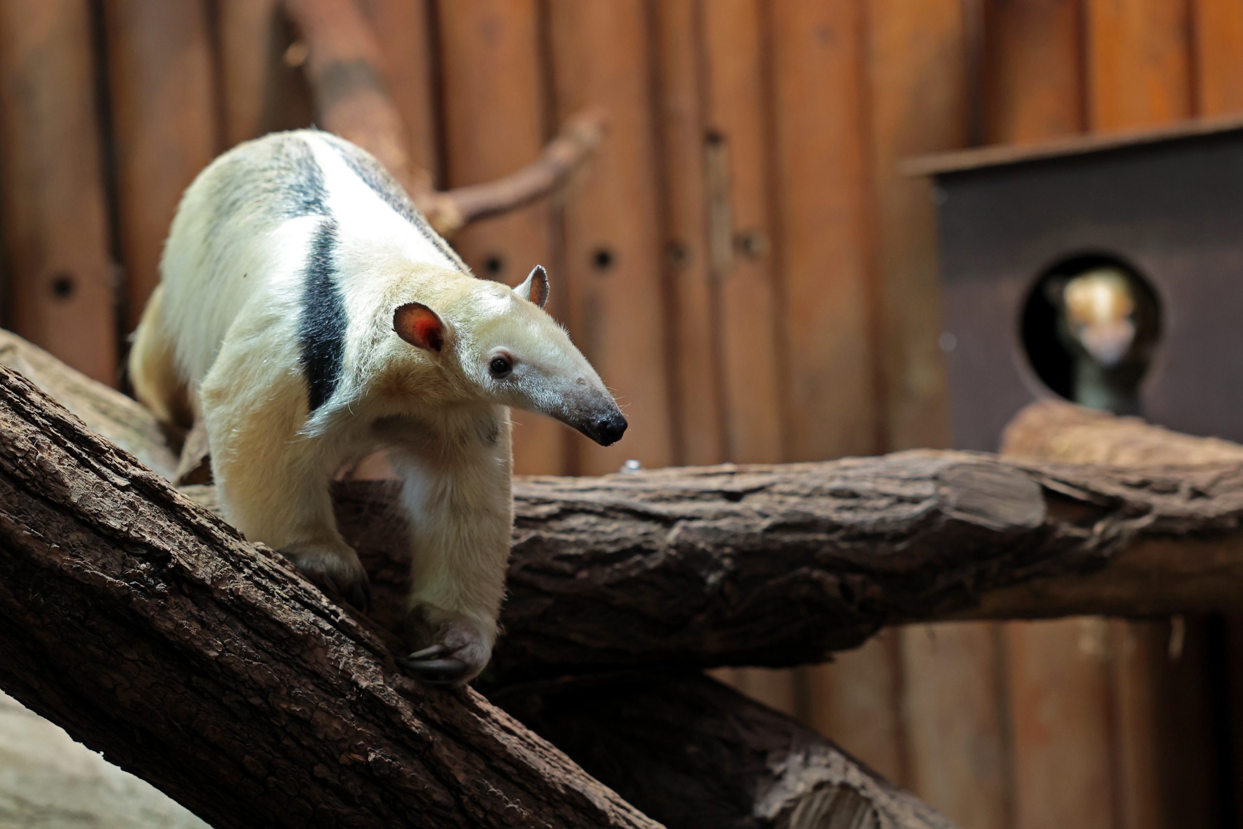 Ein Tamandua auf einem Baumstamm, im Hintergrund eine Holzwand.