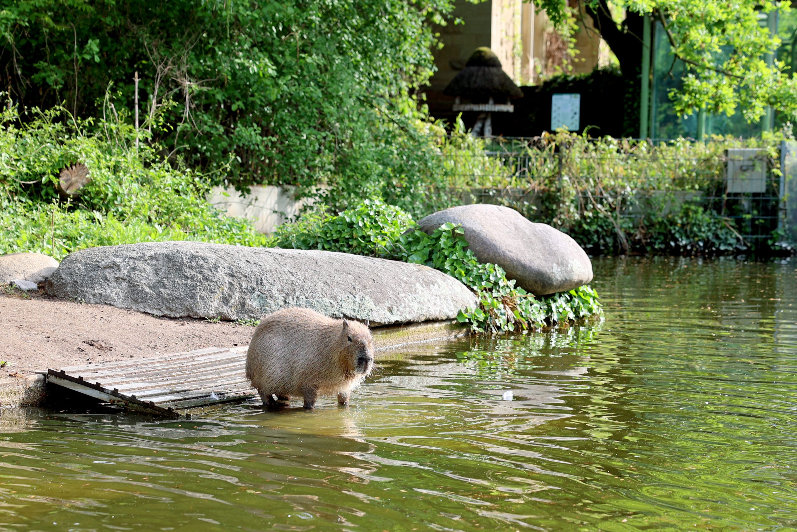 Ein Capybara am Rande eines Wasserbeckens, umgeben von Gras und Pflanzen.
