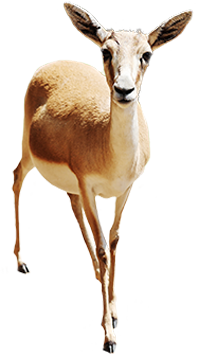 Eine braune Antilope mit weißem Unterbauch und langen Ohren läuft auf einem weißen Hintergrund vorwärts. Eine braune Antilope mit weißem Unterbauch und langen Ohren läuft auf einem weißen Hintergrund vorwärts.