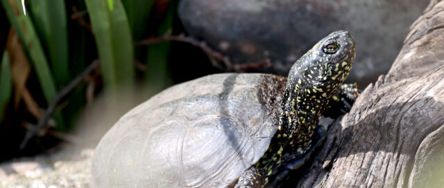 Eine Schildkröte sonnt sich auf einem Baumstamm, umgeben von grünen Pflanzen und Felsen, im Sonnenlicht.