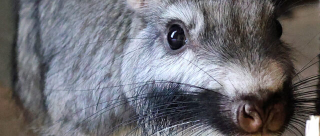 Nahaufnahme eines Chinchillas mit grauem Fell, großen runden Augen und langen Schnurrhaaren, das neugierig in die Kamera schaut.