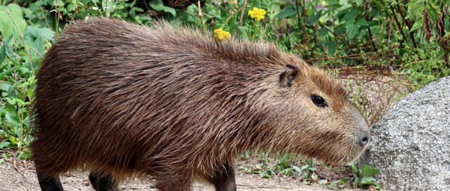 Wasserschwein läuft auf einem Sandpfad, mit grünem Laub und Felsen im Hintergrund.