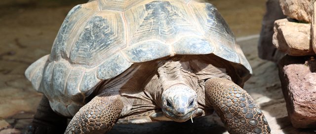 Aldabra-Riesenschildkröte