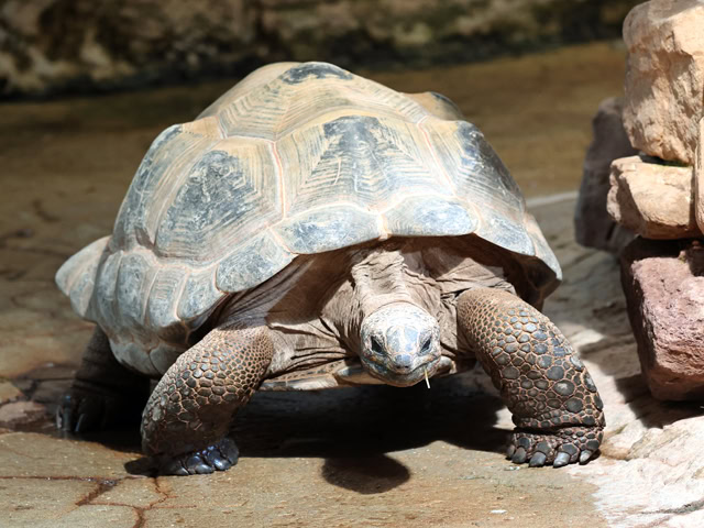 Aldabra-Riesenschildkröte