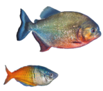 Zwei Fische, einer groß und leuchtend in blaugrauen Tönen und ein kleinerer darunter in Orange- und Blautönen. Zwei Fische, einer groß und leuchtend in blaugrauen Tönen und ein kleinerer darunter in Orange- und Blautönen.