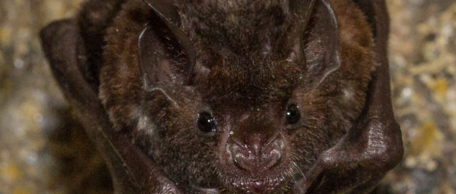 Nahaufnahme einer dunkelbraunen Fledermaus mit aufgestellten Ohren, die auf einer Steinoberfläche ruht.