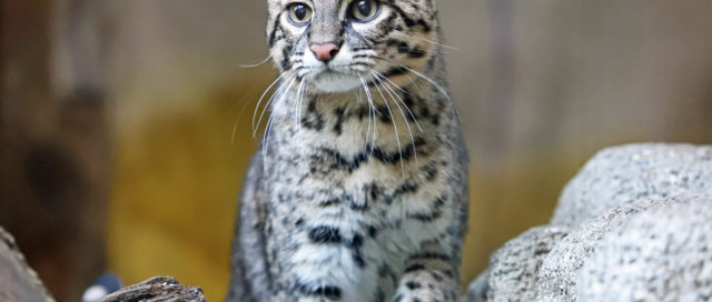 Eine kleine Wildkatze mit geflecktem Fell steht auf felsigem Gelände und blickt nach vorne.