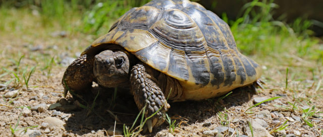 Eine Schildkröte läuft an einem sonnigen Tag auf einer felsigen, grasbewachsenen Oberfläche mit einer Steinmauer im Hintergrund.