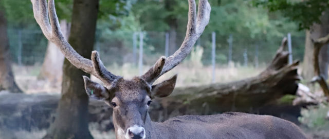 Ein Hirsch mit großem Geweih steht in einem Wald, umgeben von Bäumen und Gras.