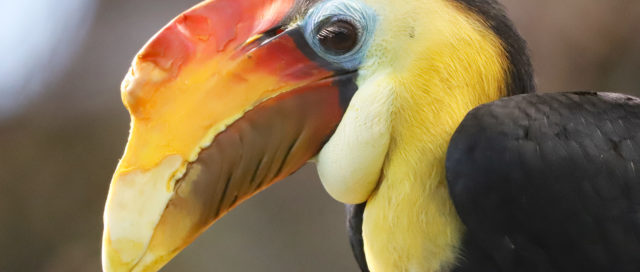 Nahaufnahme eines Tukans mit einem großen, leuchtend orange-gelben Schnabel und schwarzen Federn, der nach rechts blickt.