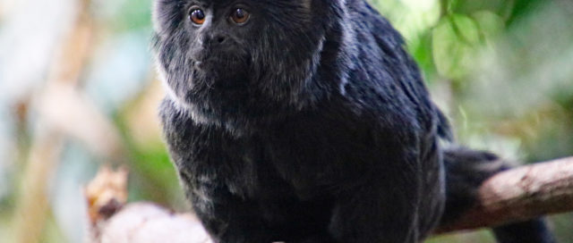 Ein schwarzer Affe mit dickem Fell sitzt auf einem Ast in einem üppigen, grünen Wald.