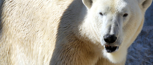 Eisbär steht im Schnee und blickt mit leicht geöffnetem Maul in die Kamera.