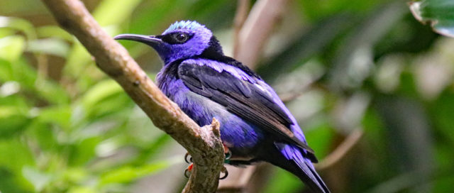 Leuchtend violett-schwarzer Vogel, der auf einem Ast sitzt und von üppigem grünem Laub umgeben ist.