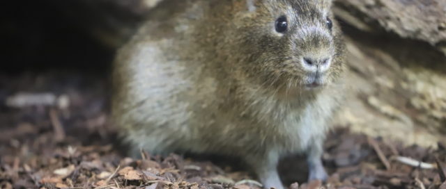 Ein kleines Nagetier mit graubraunem Fell steht auf Holzspänen in der Nähe eines Felsens.