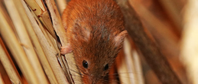 Kleine braune Maus klettert zwischen trockenem Schilf.