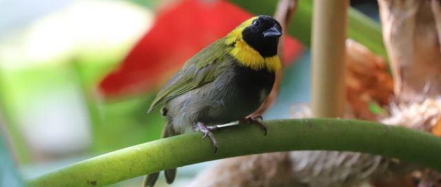 Ein kleiner Vogel mit grünen und gelben Federn thront auf einem Ast vor einem verschwommenen grünen Hintergrund.