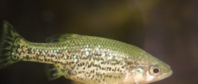 Ein kleiner Fisch mit gemustertem, gesprenkeltem Körper schwimmt in trüben Gewässern.
