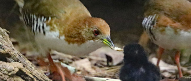 Ein Vogel füttert ein kleines schwarzes Küken auf dem Waldboden, ein anderer Vogel ist in der Nähe.