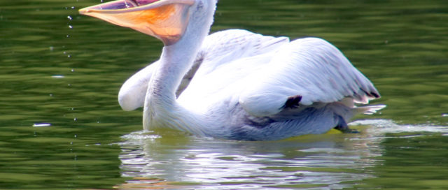 Pelikan auf ruhigem Wasser mit offenem Schnabel, Tropfen fallen vom Schnabel und grünen Reflexen im Hintergrund.