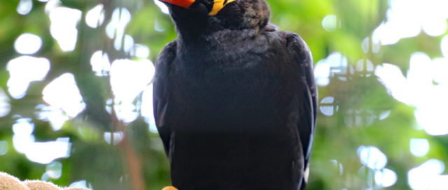 Schwarzer Vogel mit leuchtend orangefarbenem Schnabel und Füßen sitzt auf einem Seil, umgeben von grünem Laub.