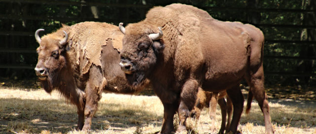 Zwei Bisons stehen auf trockenem Gras in einem schattigen Bereich, mit Bäumen und einem Zaun im Hintergrund.