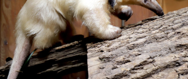 Tamandua klettert auf einen Baumstamm und zeigt seine charakteristische lange Schnauze und sein schwarz-weißes Fellmuster.