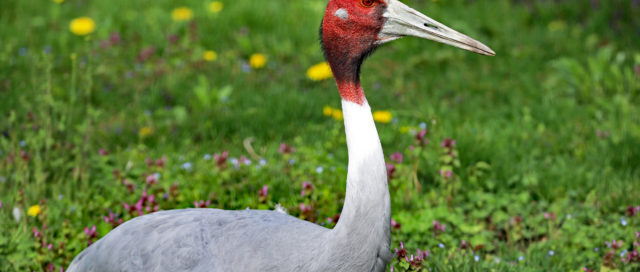 Ein Weißnackenkranich mit rotem Gesicht und grauem Körper liegt auf einem Feld aus grünem Gras und Blumen.