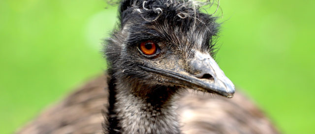 Nahaufnahme eines Emus mit zerzausten Kopffedern und orangefarbenen Augen vor einem sanften grünen Hintergrund.