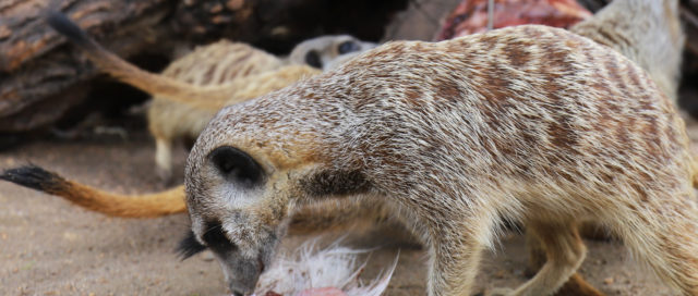 Erdmännchen frisst mit anderen in der Nähe rohes Fleisch auf sandigem Boden. Baumstämme im Hintergrund.