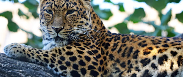 Leopard liegt auf einem Ast mit grünen Blättern im Hintergrund.