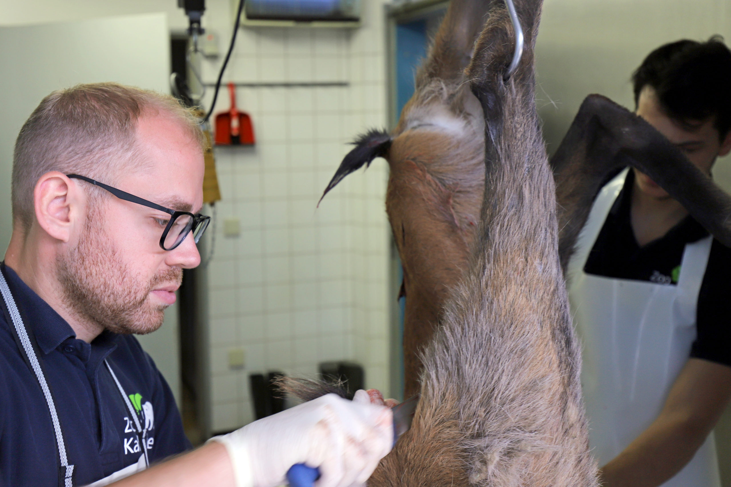 Tierarzt Dr. Marco Roller zerlegt ein für die Verfütterung getötetes Tier.