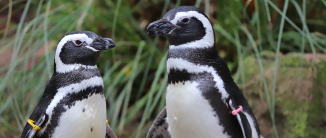 Zwei Pinguine mit farbigen Streifen auf den Flossen stehen einander inmitten von Gras und Felsen gegenüber.