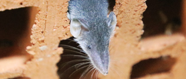 Eine kleine graue Spitzmaus lugt aus einem Loch in einem roten Ziegelstein hervor.