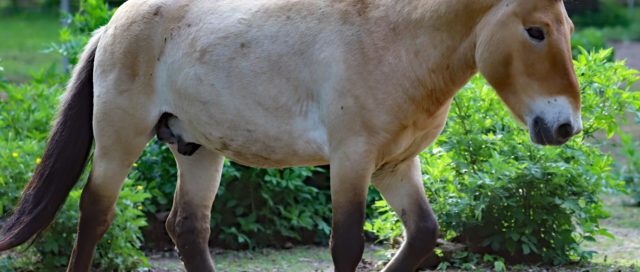 Ein Przewalski-Pferd läuft auf einem Feldweg, umgeben von Grün.