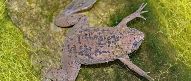 Ein brauner und gesprenkelter Frosch auf leuchtend grünen Algen.