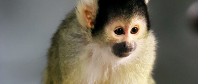 Ein kleiner Affe mit schwarzer Mütze und gelbem Fell blickt nach vorne, dahinter ein weicher Hintergrund.