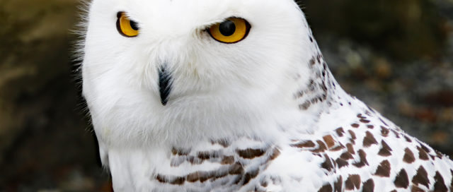 Eine Schneeeule mit weißen Federn und dunklen Flecken blickt aufmerksam, umgeben von einem natürlichen, felsigen Hintergrund.