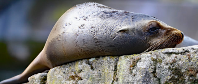 Robbe ruht auf einem großen Felsen vor einem verschwommenen grünen Hintergrund.