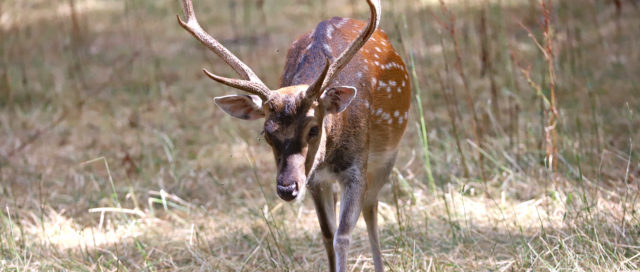 Ein gefleckter Hirsch mit großem Geweih steht auf grasbewachsenem Boden und blickt nach vorne.