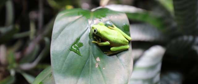 Ein kleiner grüner Frosch sitzt auf einem großen Blatt, umgeben von üppigem Grün.