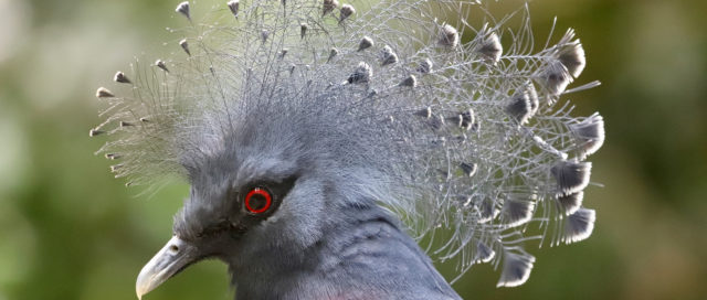 Eine Nahaufnahme einer Taube mit einer auffälligen, verzierten Federkrone und roten Augen auf einem unscharfen natürlichen Hintergrund.