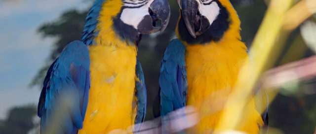 Zwei leuchtend blaue und gelbe Papageien sitzen dicht beieinander, umgeben von Grün.