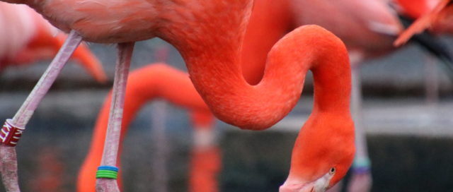 Nahaufnahme eines Flamingos mit leuchtend orangefarbenem Körper und gebogenem Hals, der seinen Schnabel ins Wasser taucht.