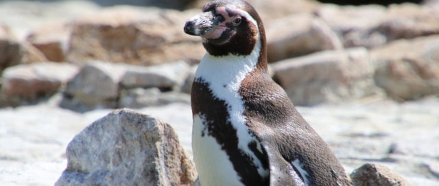 An einem sonnigen Tag steht ein Pinguin zwischen Felsen.