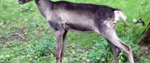 Junges Rentier steht auf einer Waldlichtung im Gras und blickt nach links.