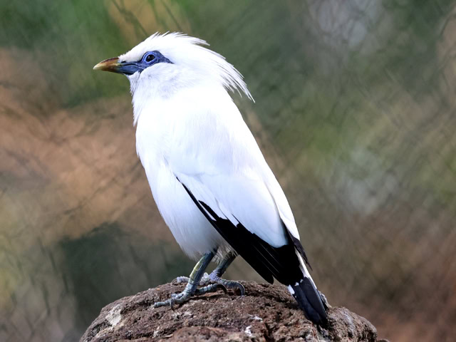 Balistar