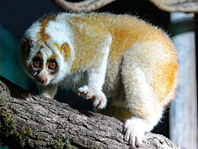 Bengalischer Plumplori
