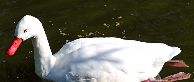Ein Coscorobaschwan im Wasser.