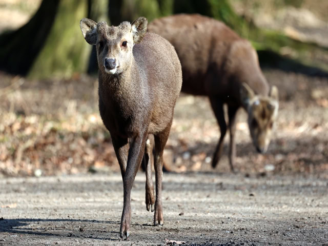 Schweinshirsch