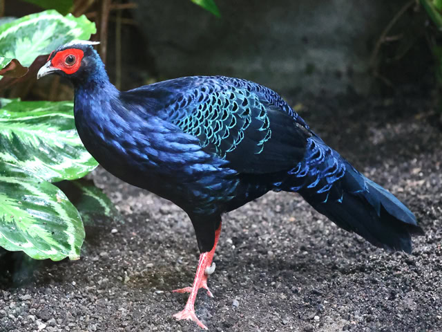Vietnamfasan